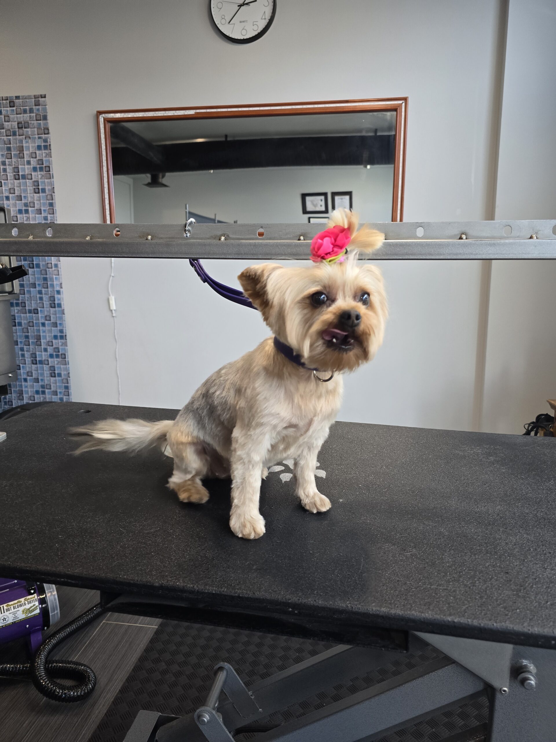 professional_dog_grooming_center+serving+Airdrie+and+Calgary