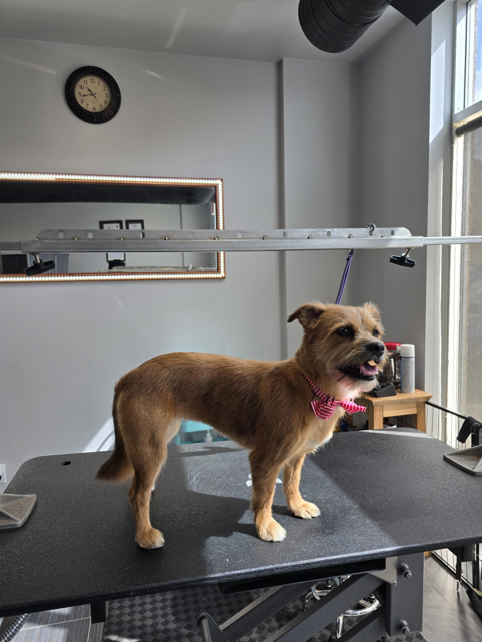 professional_dog_grooming_center+serving+Airdrie+and+Calgary