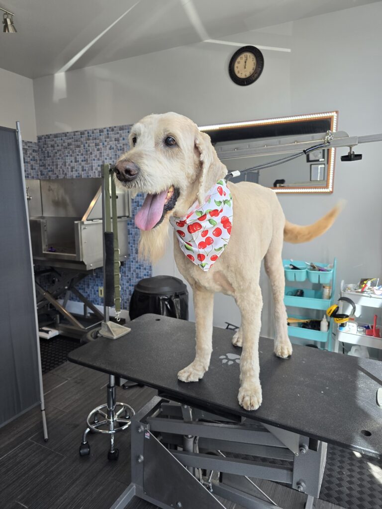 professional_dog_grooming_center+serving+Airdrie+and+Calgary