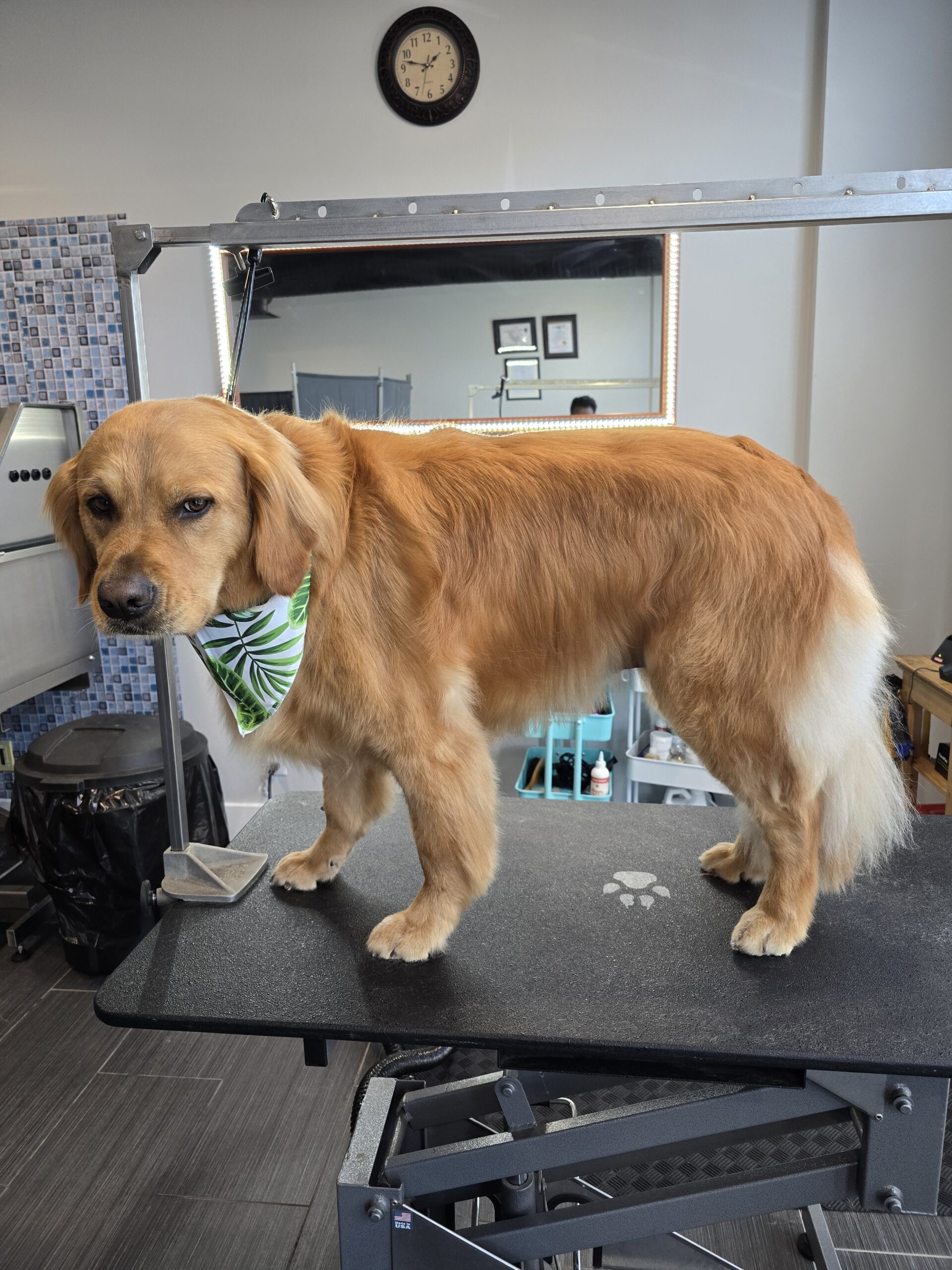 professional_dog_grooming_center+serving+Airdrie+and+Calgary