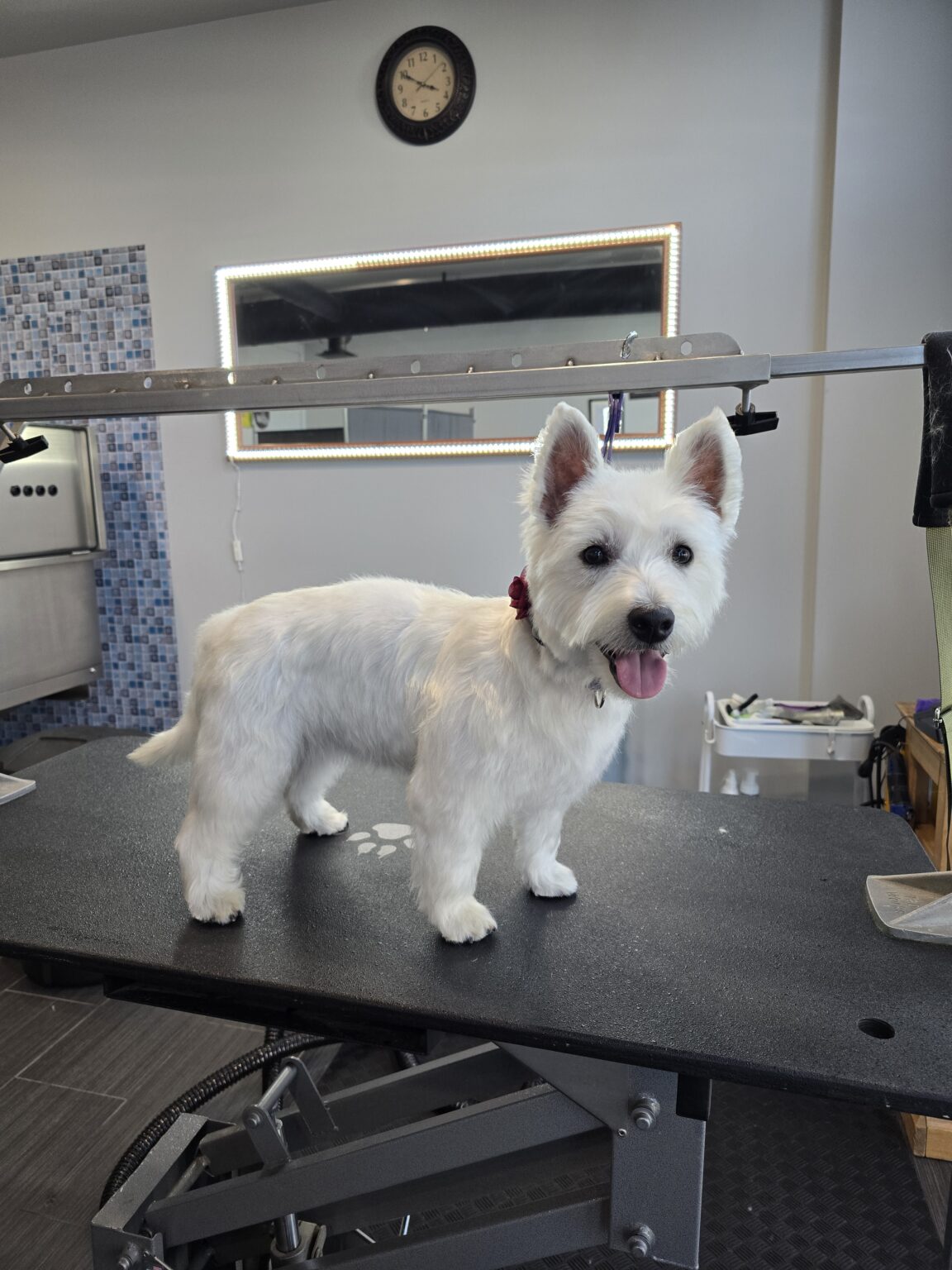 professional_dog_grooming_center+serving+Airdrie+and+Calgary