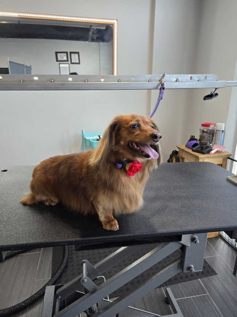 professional_dog_grooming_center+serving+Airdrie+and+Calgary